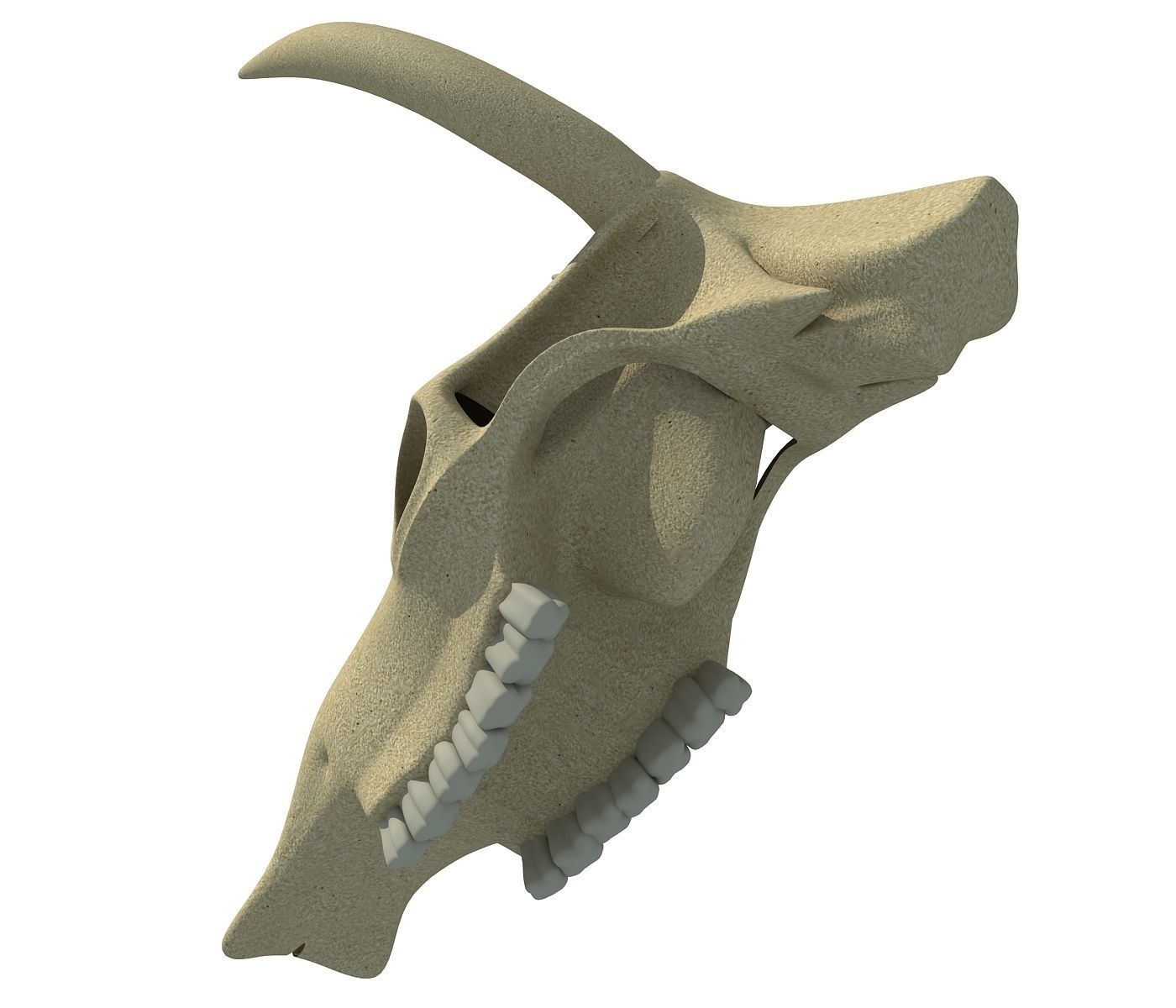 Realistic Cow Skull 3D model_4