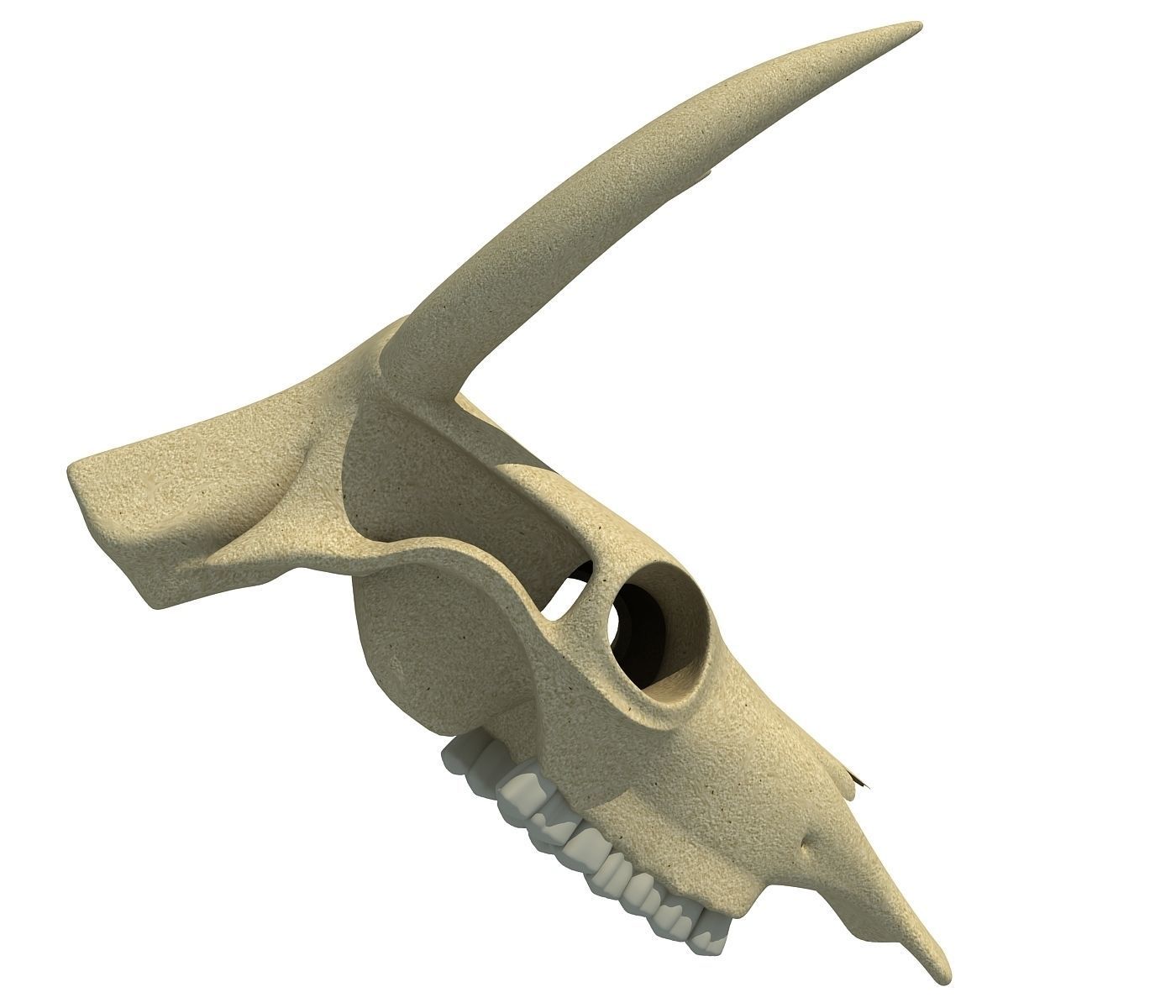 Realistic Cow Skull 3D model_2