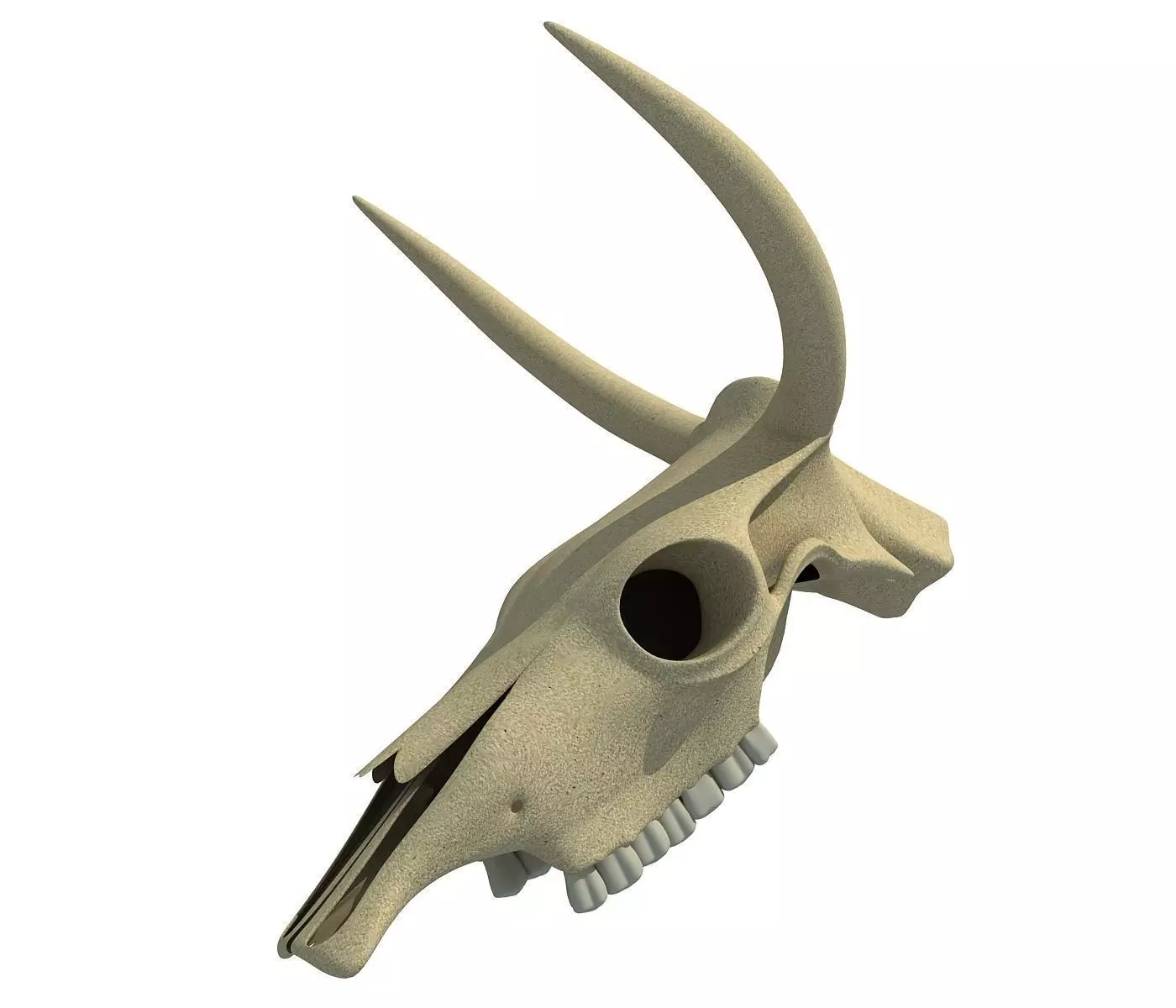 Realistic Cow Skull 3D model_0