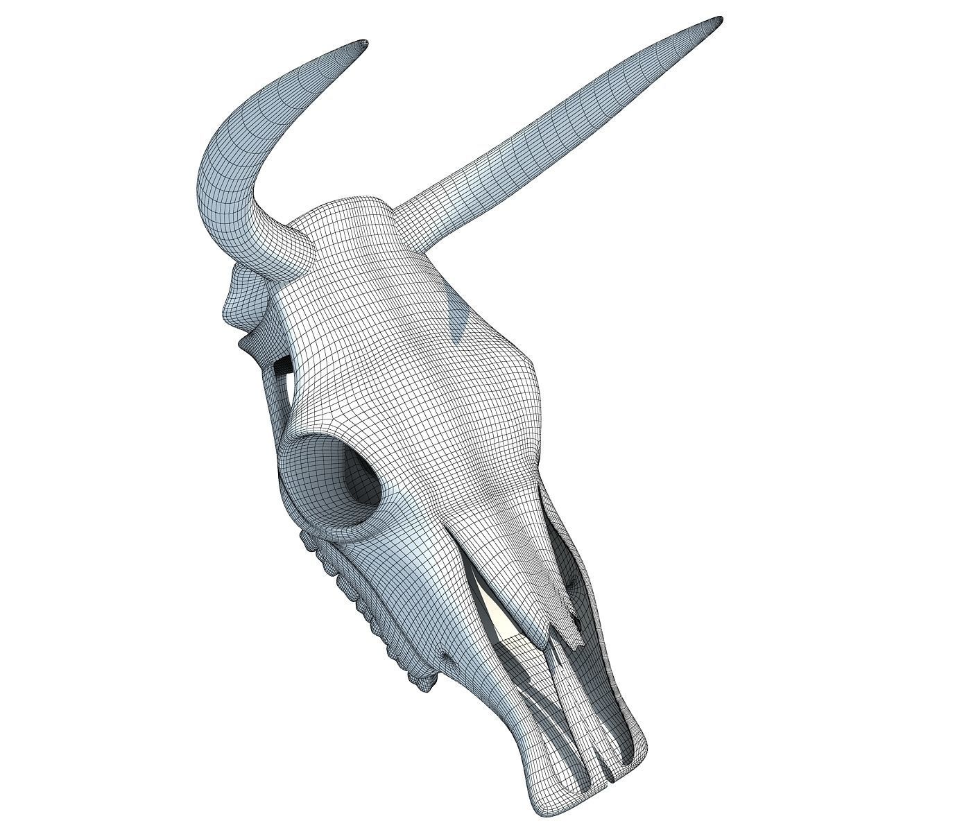 Realistic Cow Skull 3D model_7