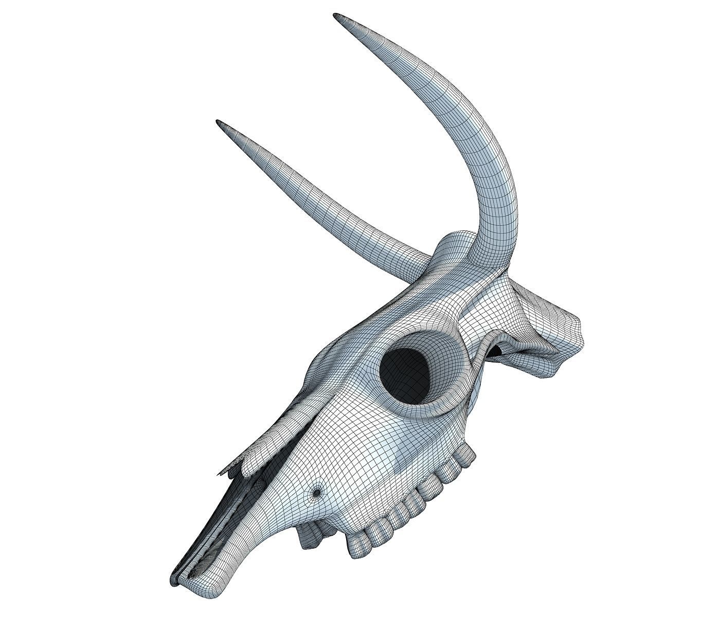 Realistic Cow Skull 3D model_6