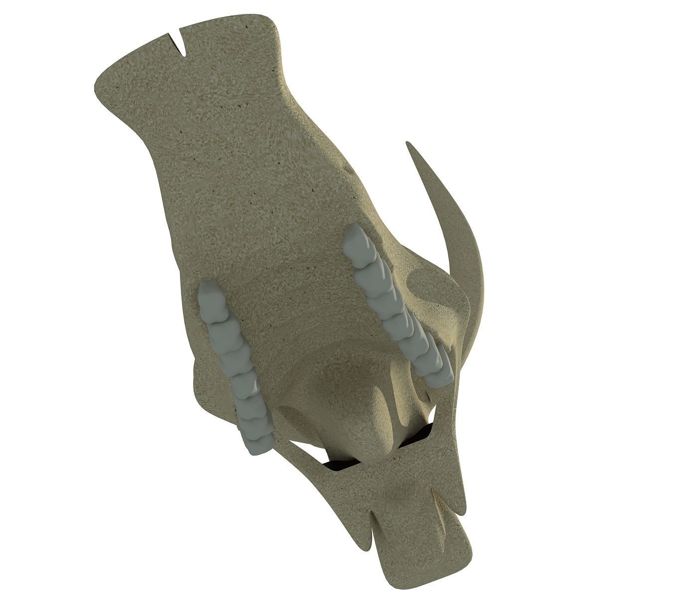 Realistic Cow Skull 3D model_5