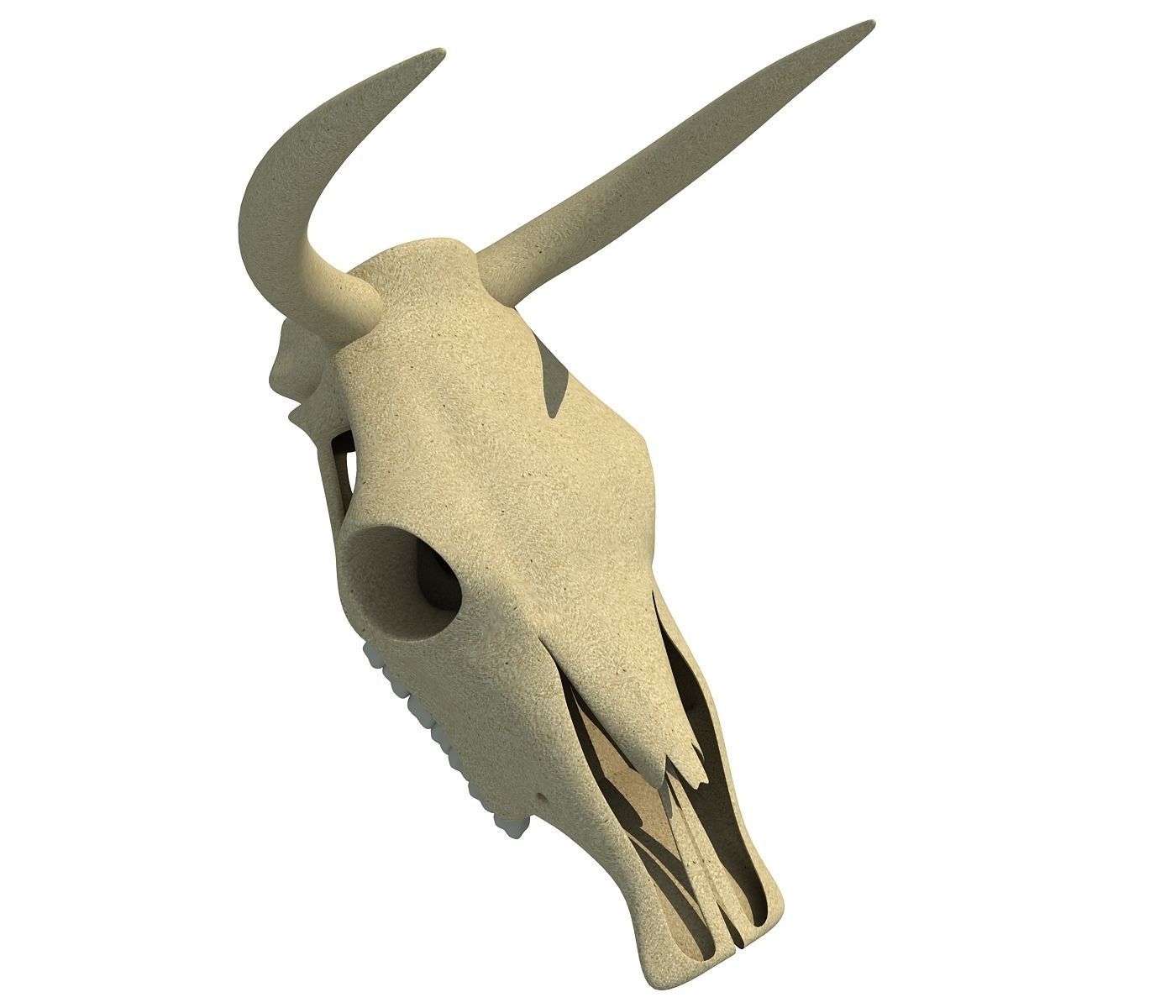 Realistic Cow Skull 3D model_1