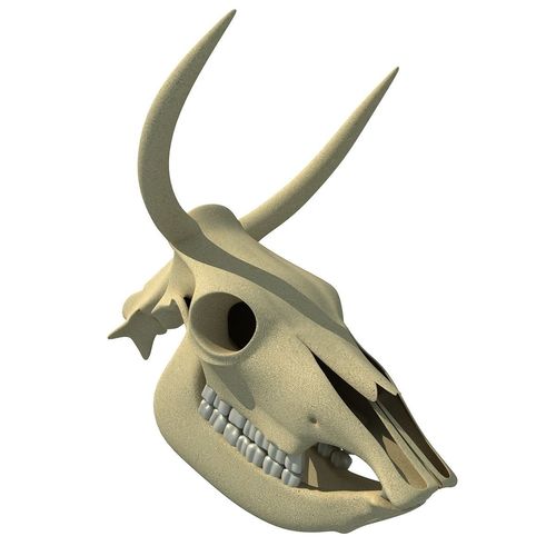 Horn Cow Skull 3D model