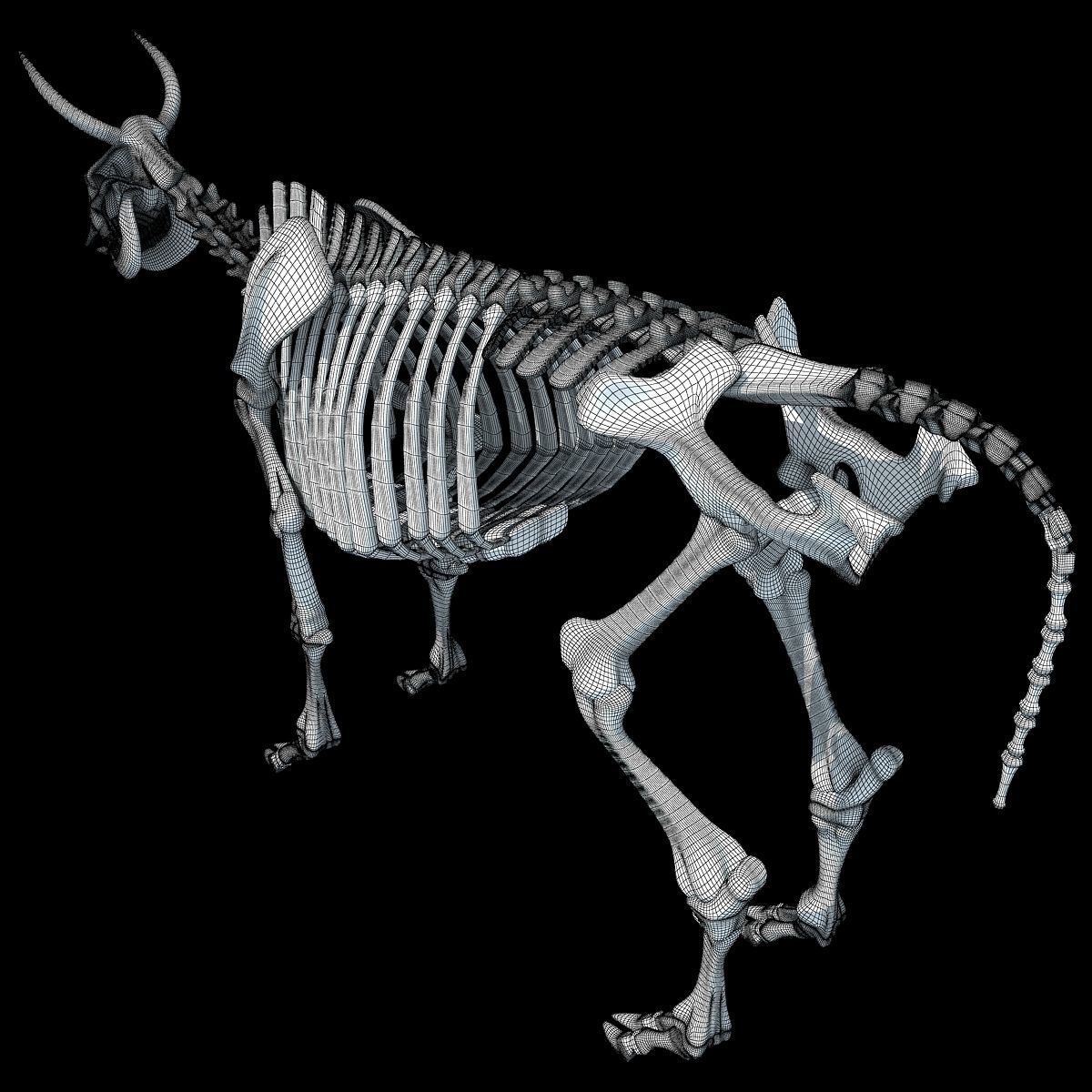 Cow Bone Skeletal 3D model_17