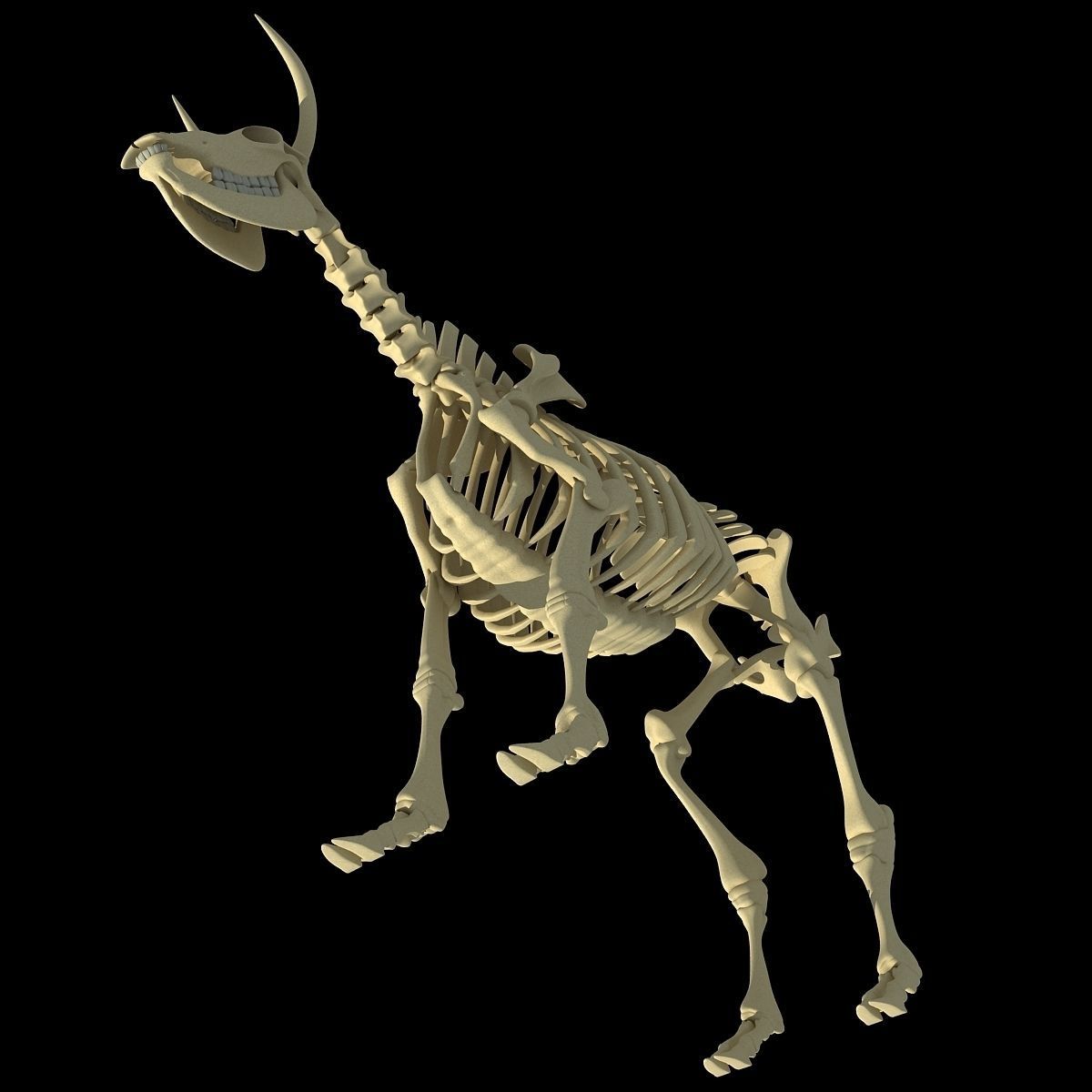 Cow Bone Skeletal 3D model_4