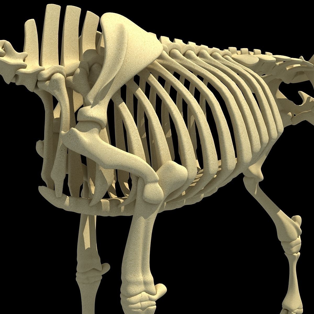 Cow Bone Skeletal 3D model_12