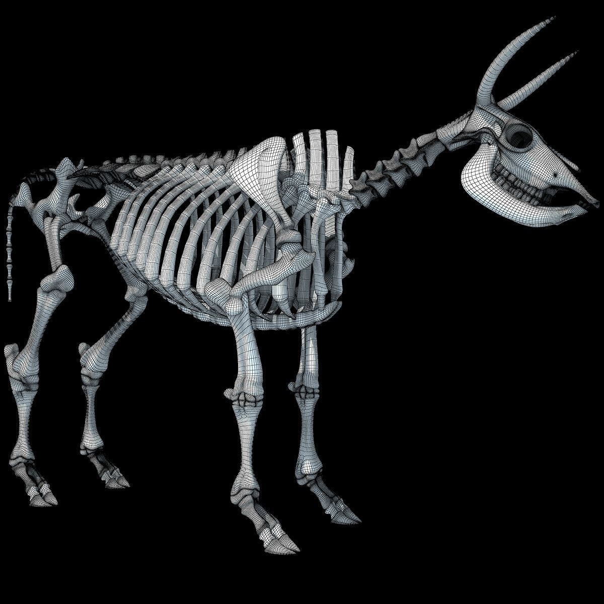 Cow Bone Skeletal 3D model_15