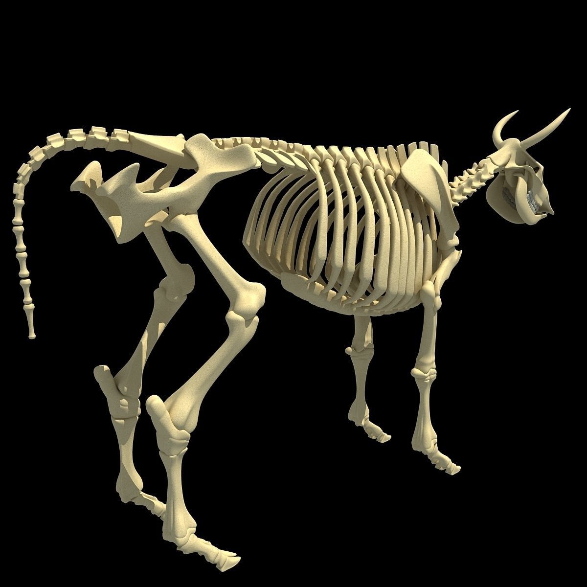 Cow Bone Skeletal 3D model_10