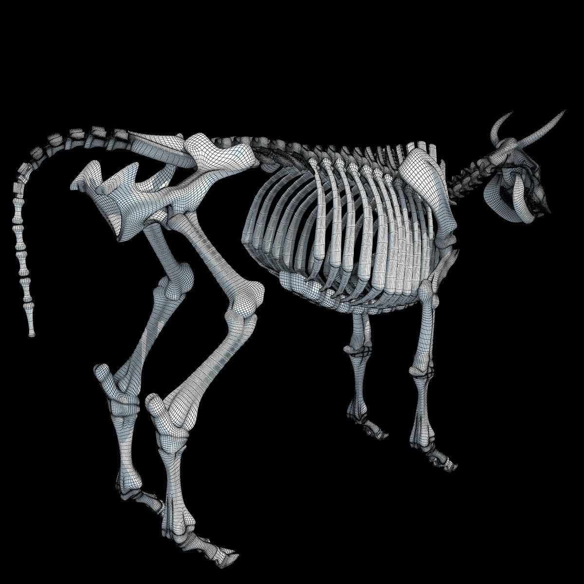 Cow Bone Skeletal 3D model_16