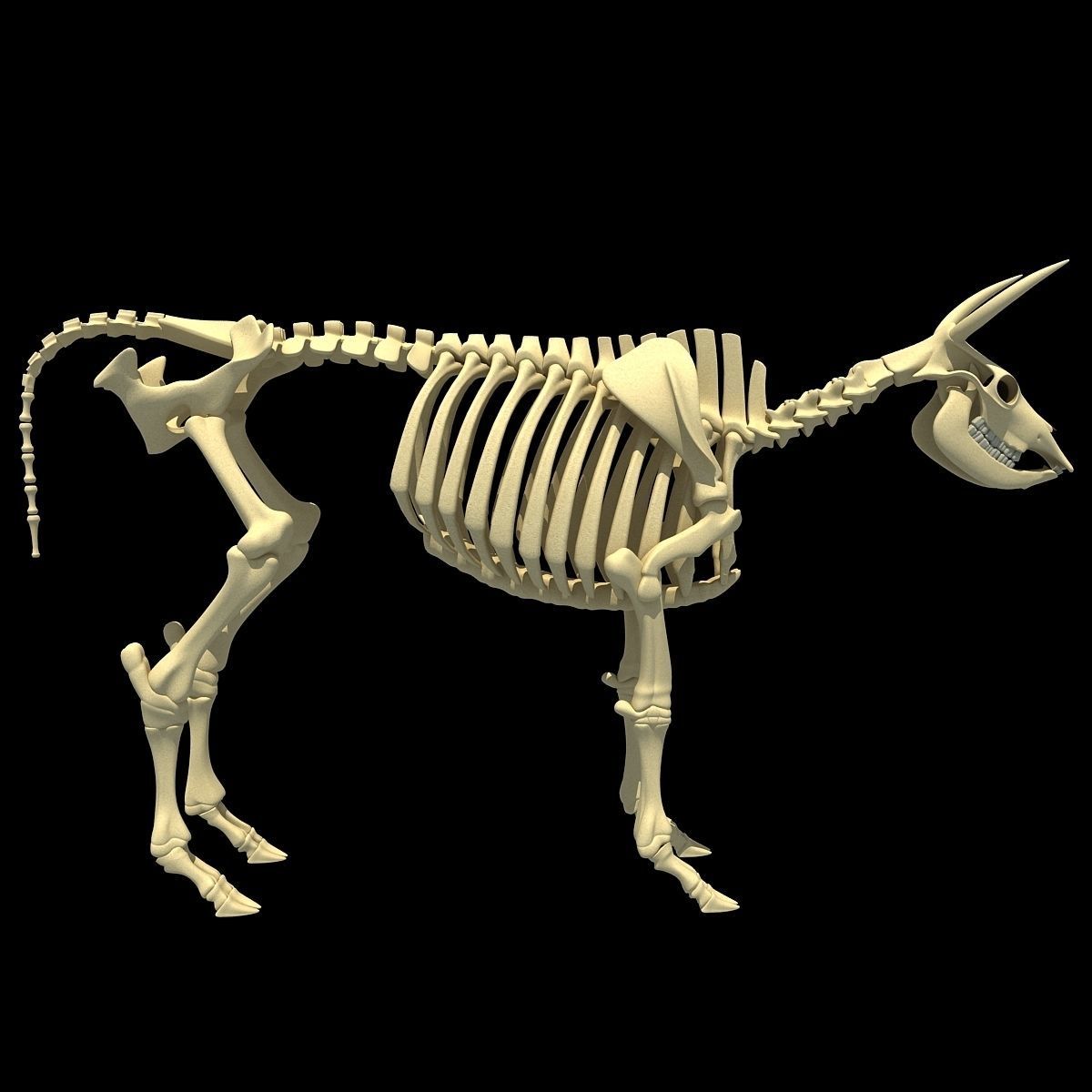 Cow Bone Skeletal 3D model_1