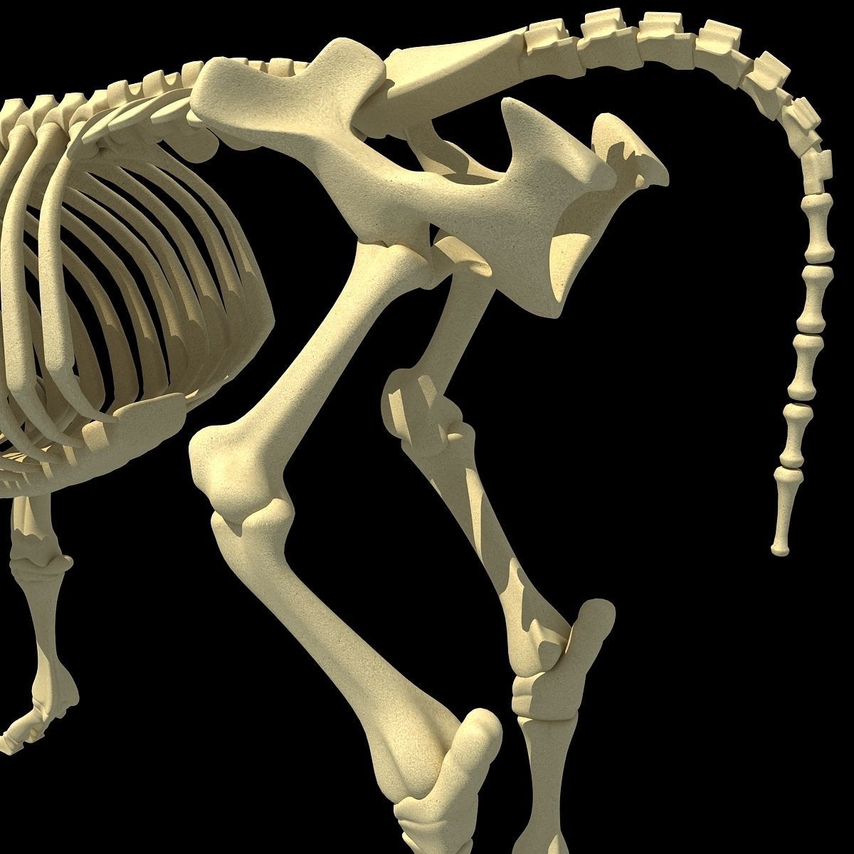 Cow Bone Skeletal 3D model_14