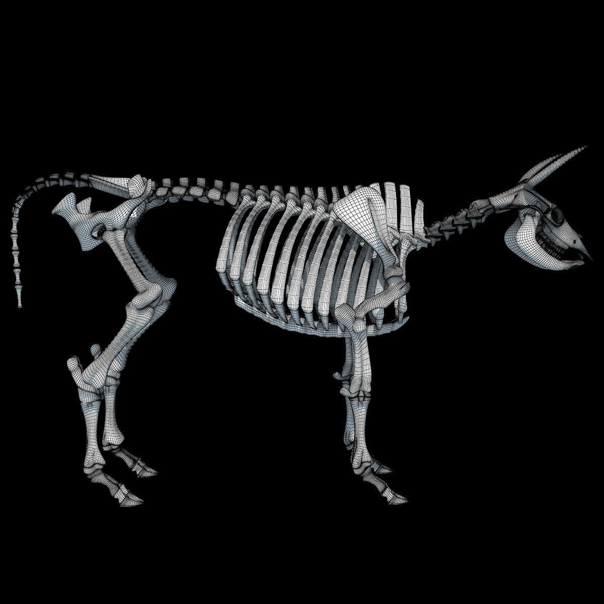 Cow Bone Skeletal 3D model_18