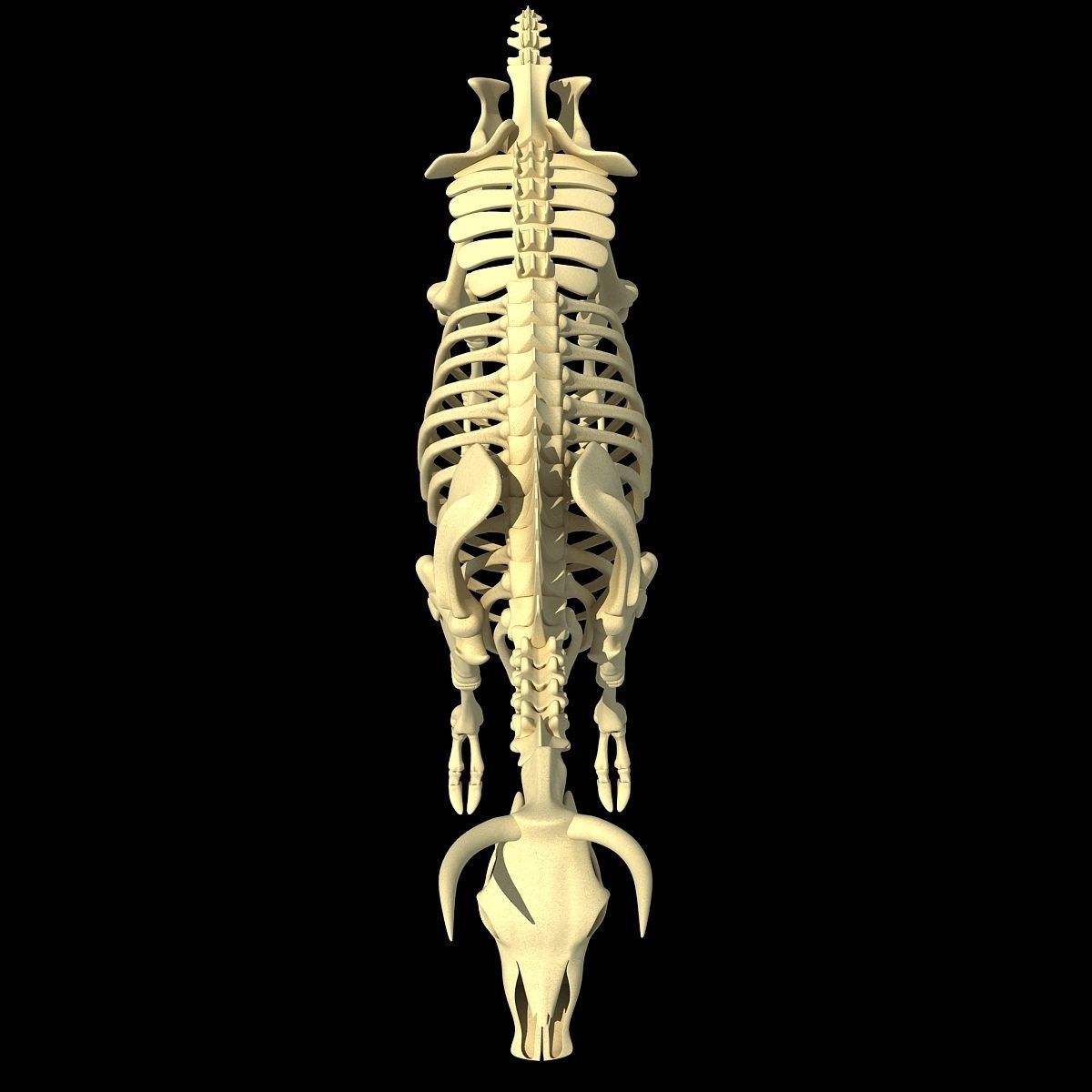 Cow Bone Skeletal 3D model_6