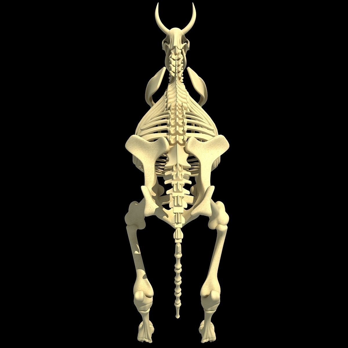 Cow Bone Skeletal 3D model_3