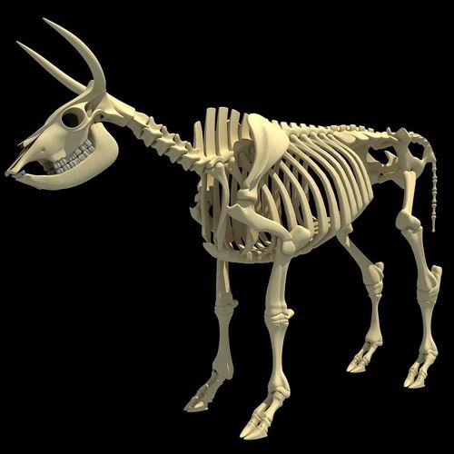 Cow Bone Skeletal 3D model