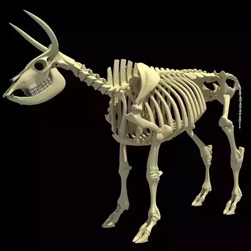 Cow Bone Skeletal 3D model