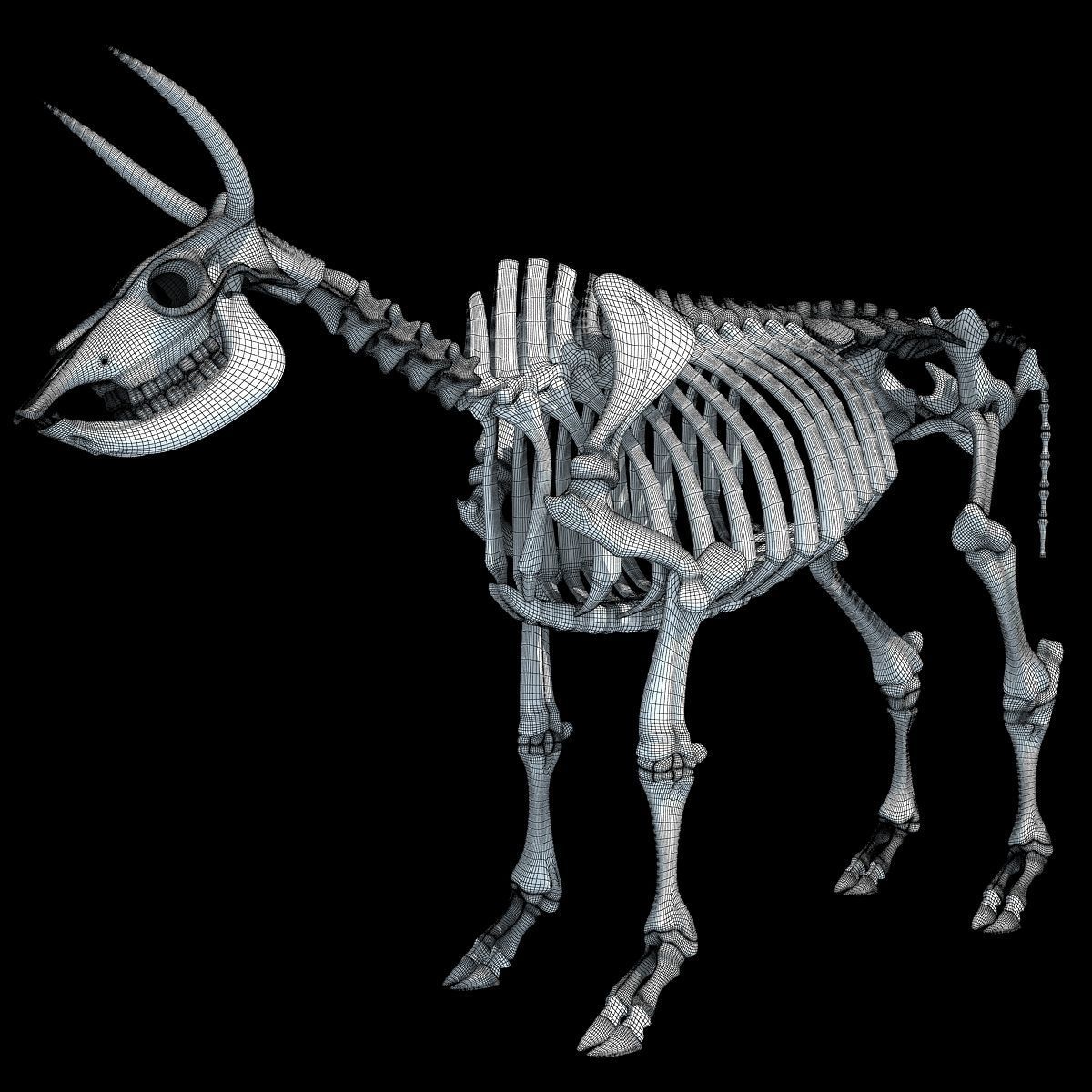 Cow Bone Skeletal 3D model_20