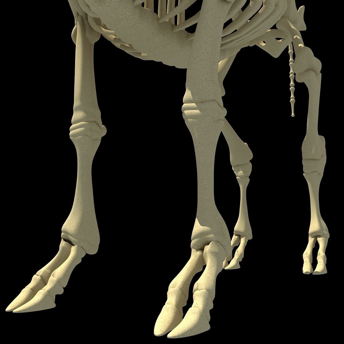 Cow Bone Skeletal 3D model_13