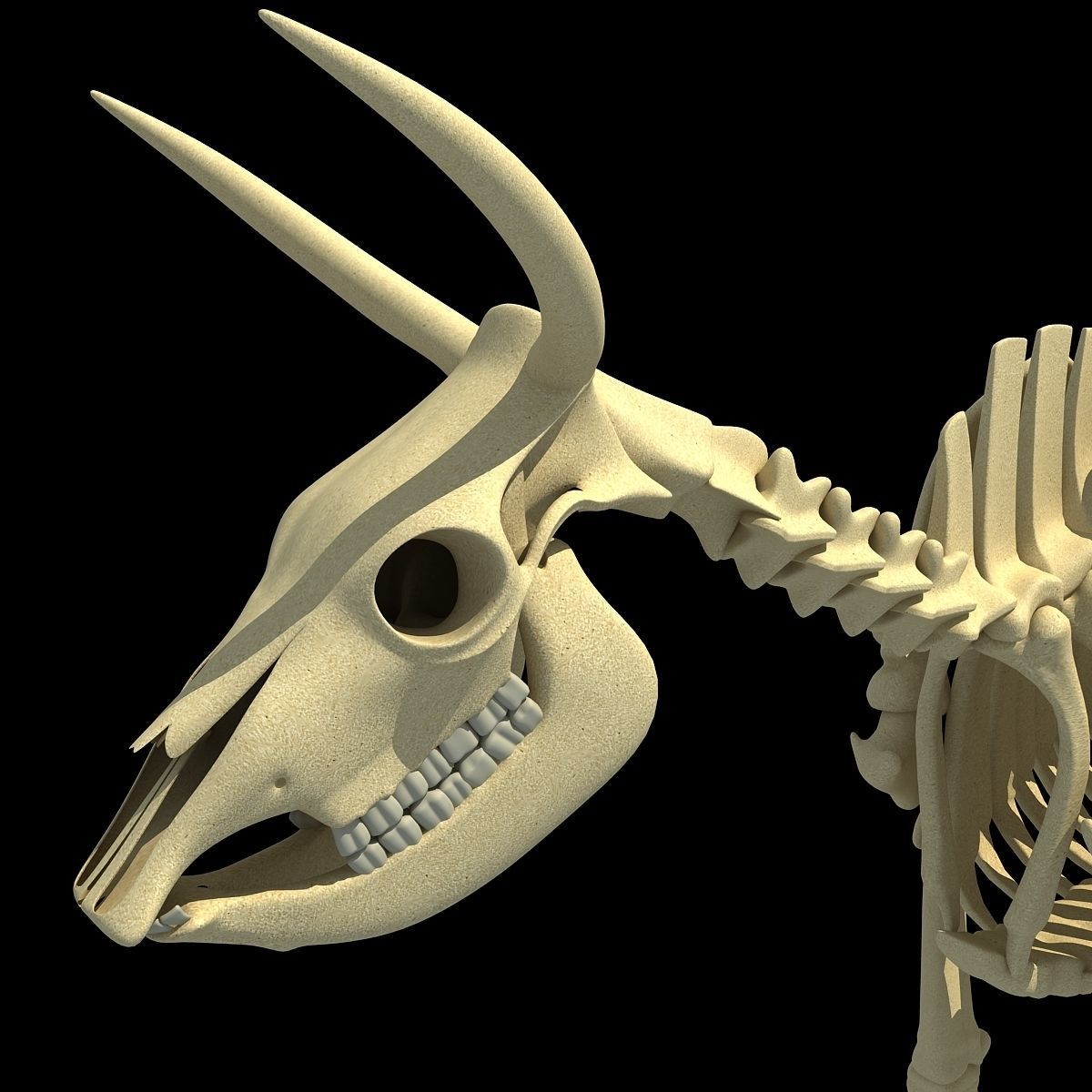 Cow Bone Skeletal 3D model_11