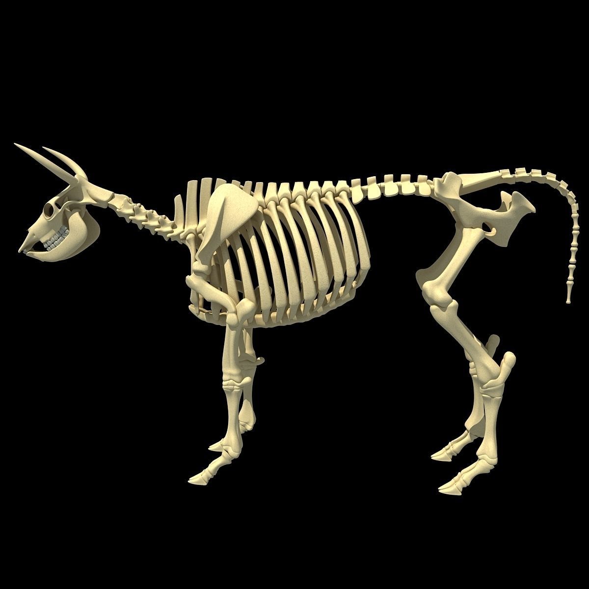 Cow Bone Skeletal 3D model_7