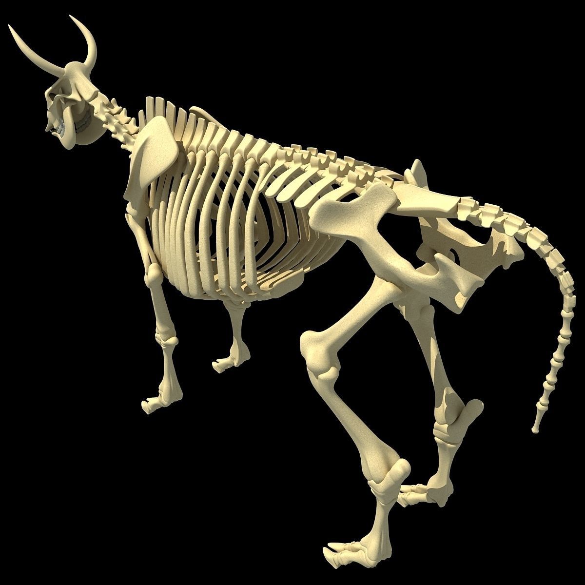 Cow Bone Skeletal 3D model_2