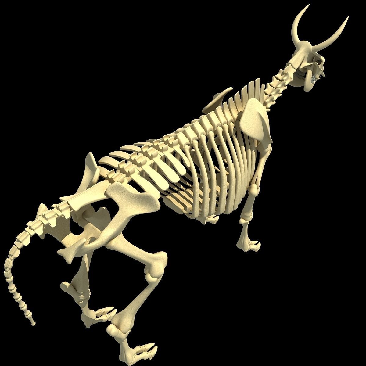 Cow Bone Skeletal 3D model_8