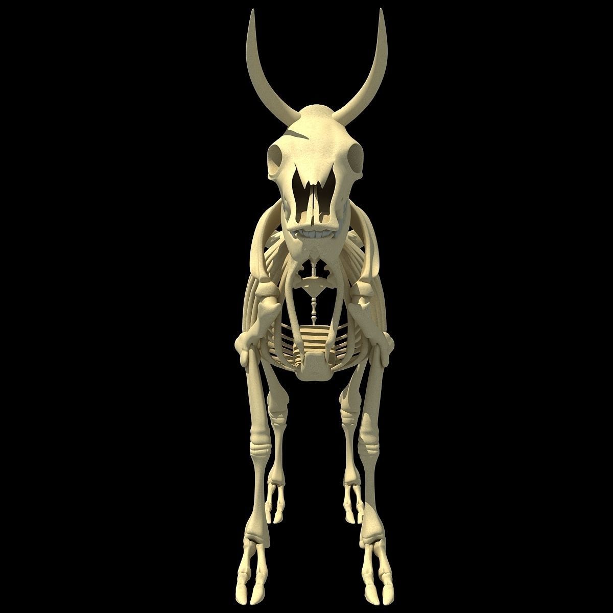 Cow Bone Skeletal 3D model_5