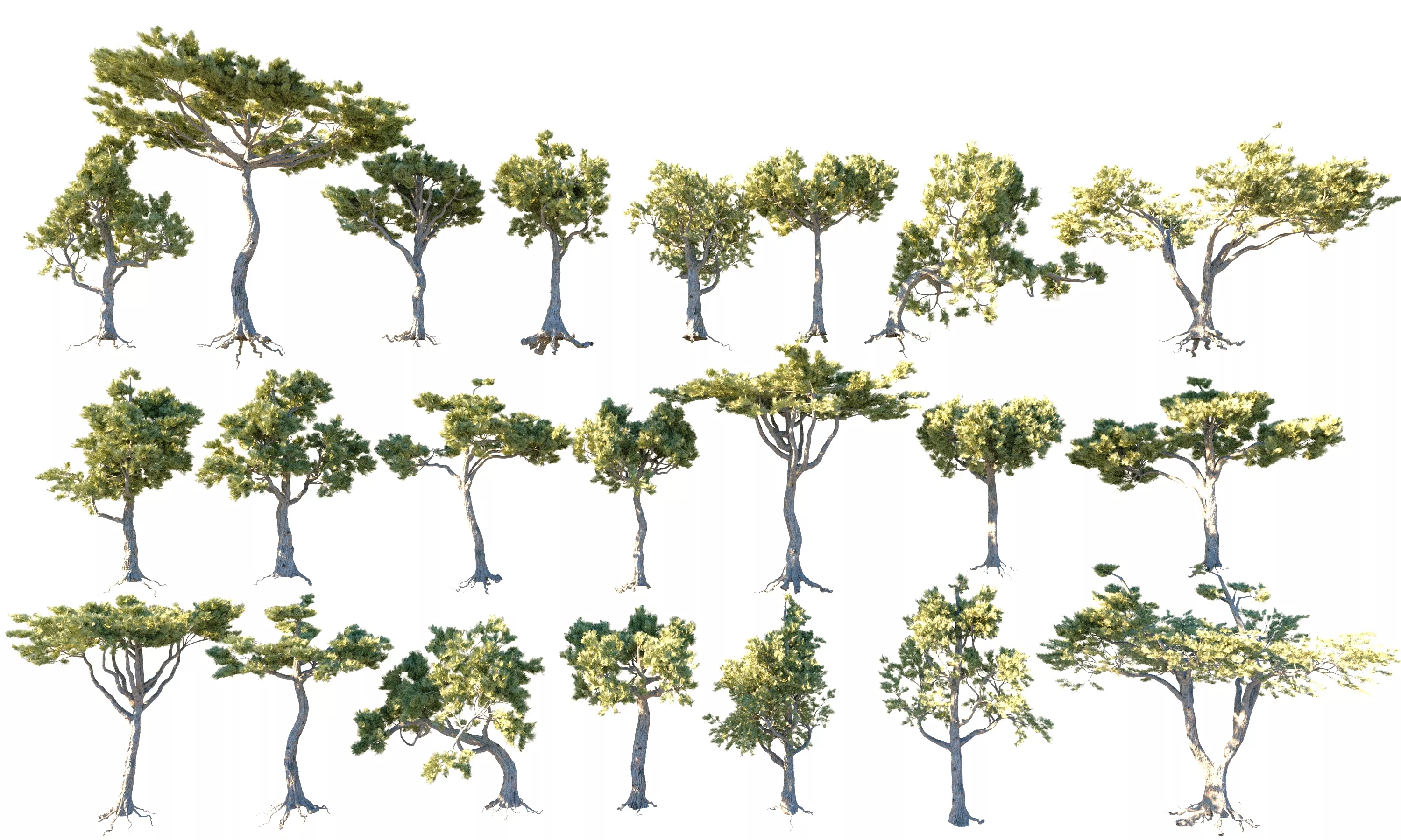 Italian Pine Tree Animated Pack 22 Low-poly 3D model