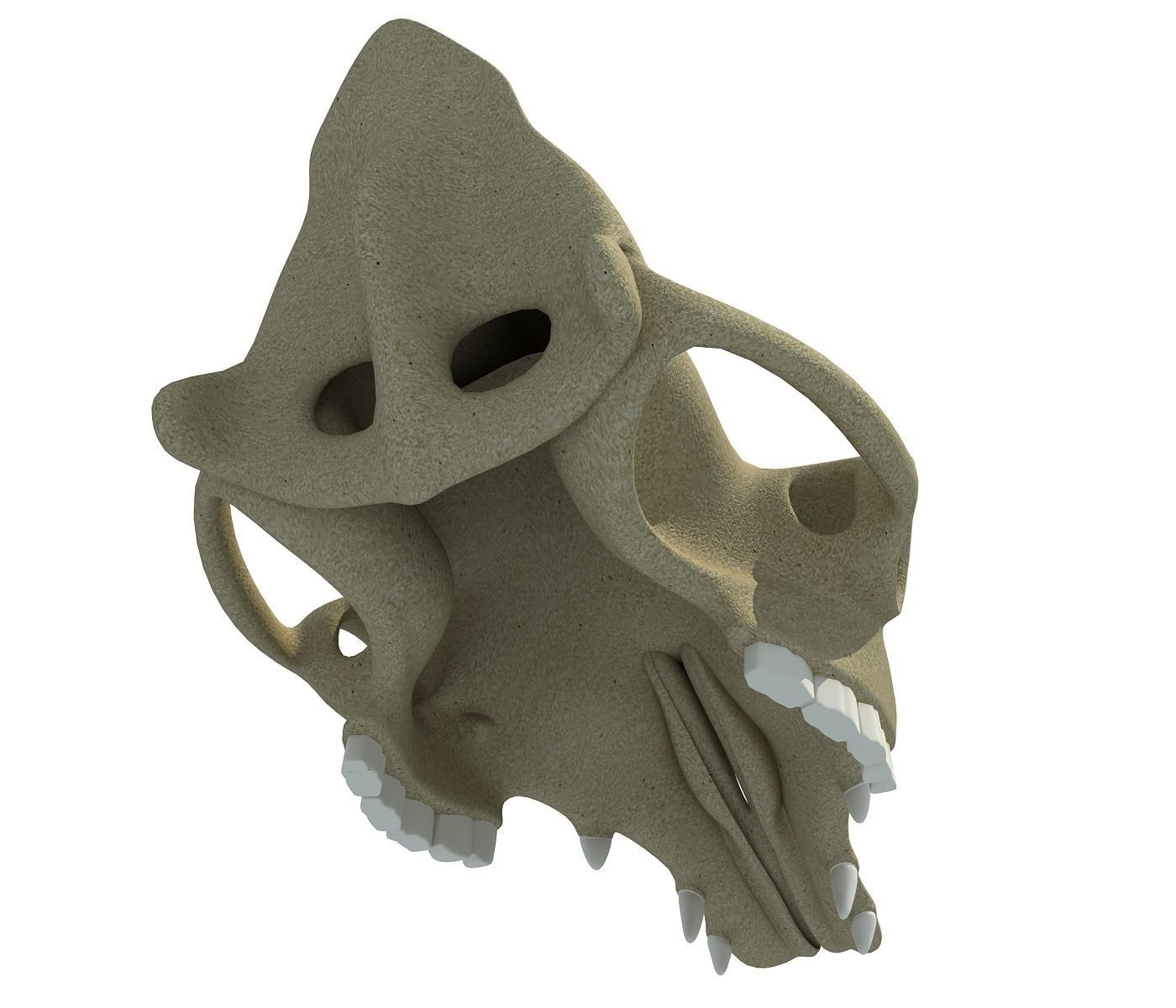 Camel Skull 3D model_4