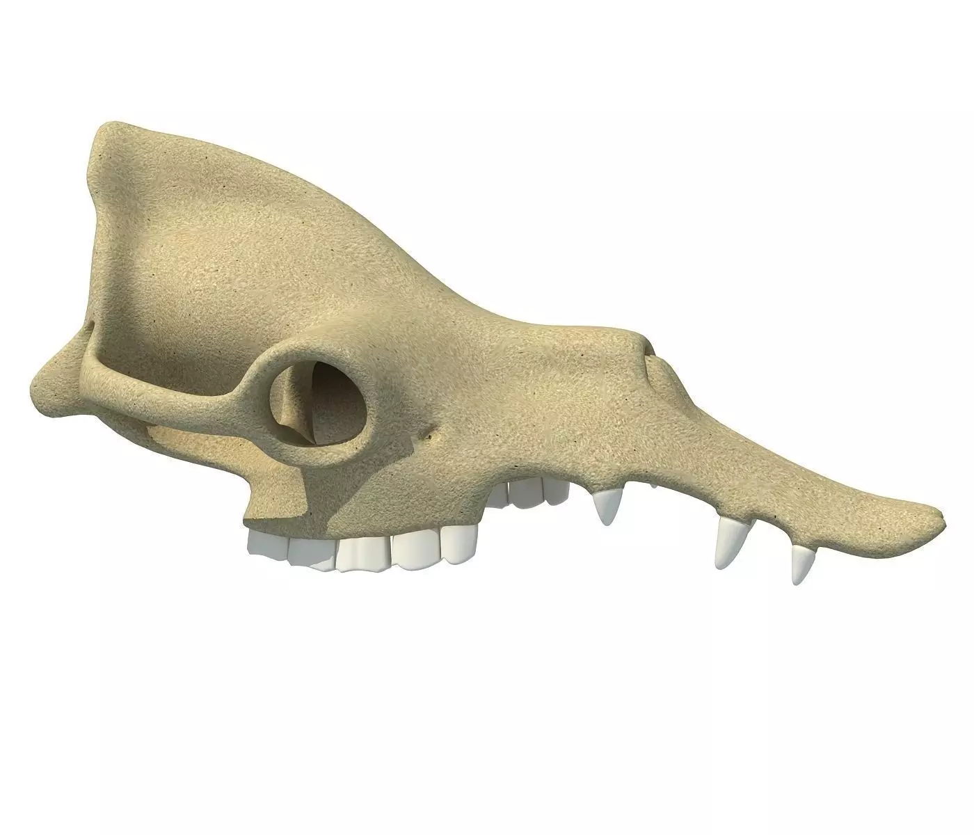 Camel Skull 3D model_0