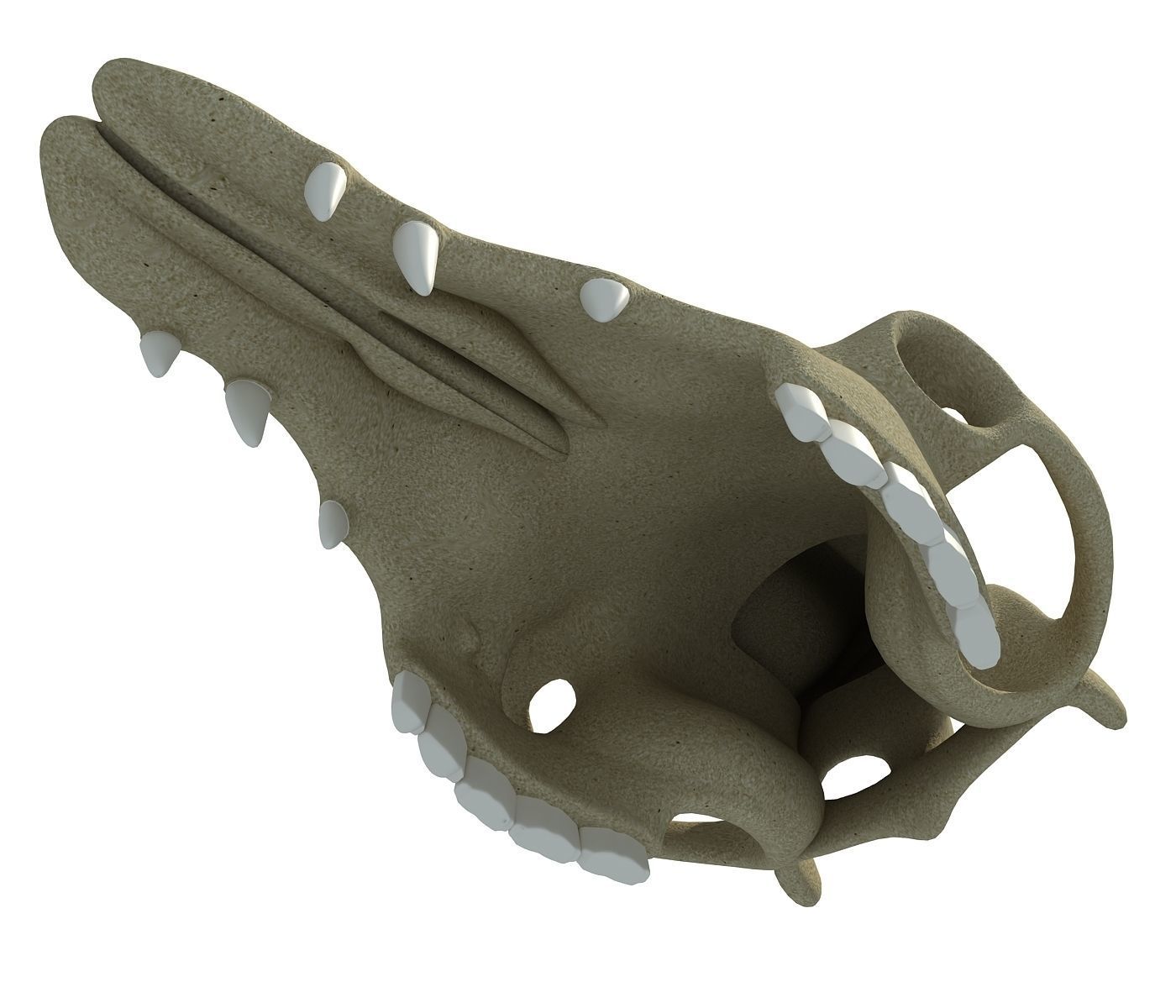 Camel Skull 3D model_3