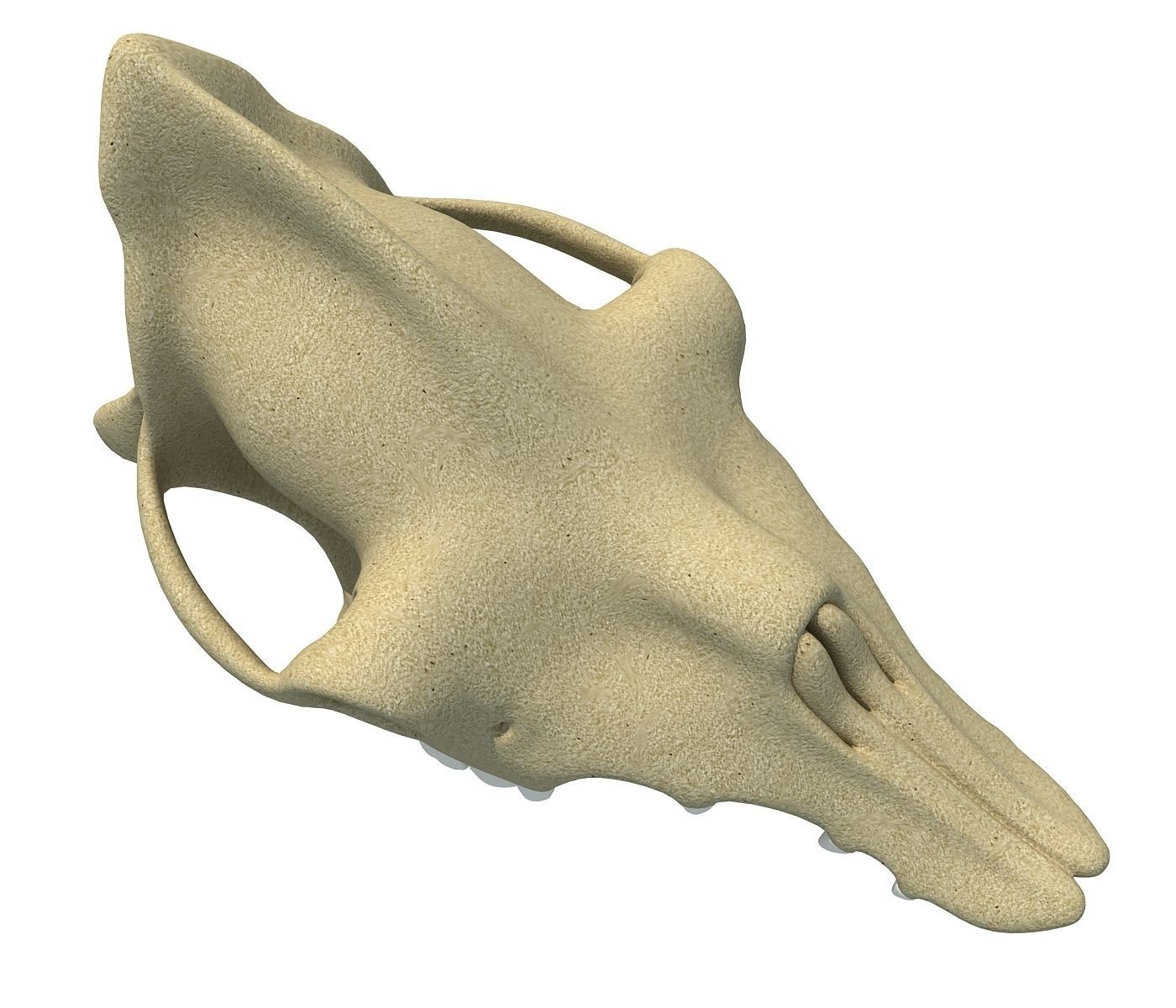 Camel Skull 3D model_2
