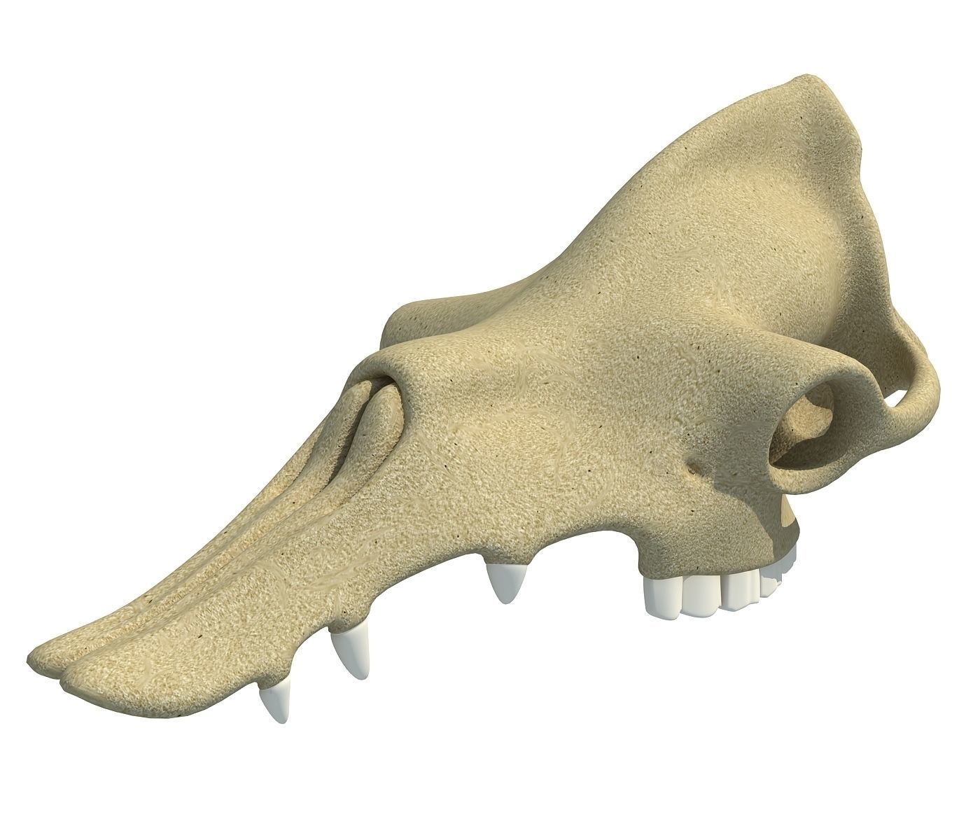 Camel Skull 3D model_1