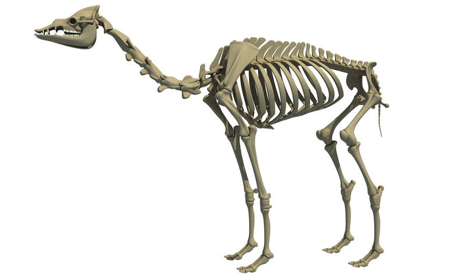Full Body Camel Skeleton 3D model