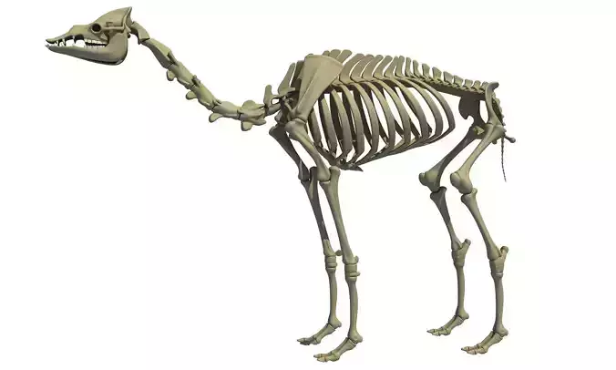 Full Body Camel Skeleton 3D model