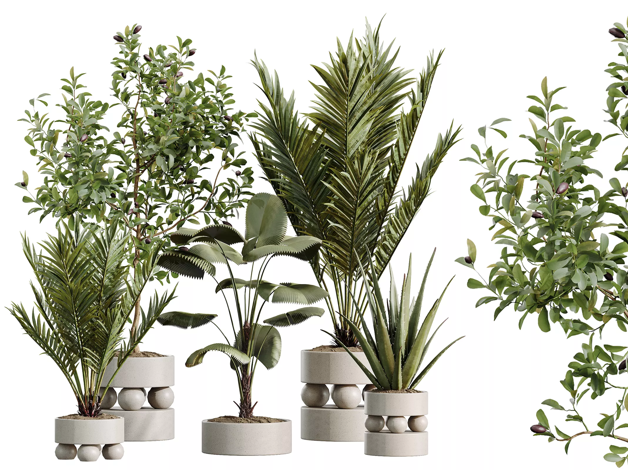 AV Indoor Plants Set 620 Aloe Vera Ruffled Palm Briful Pachira 3D model