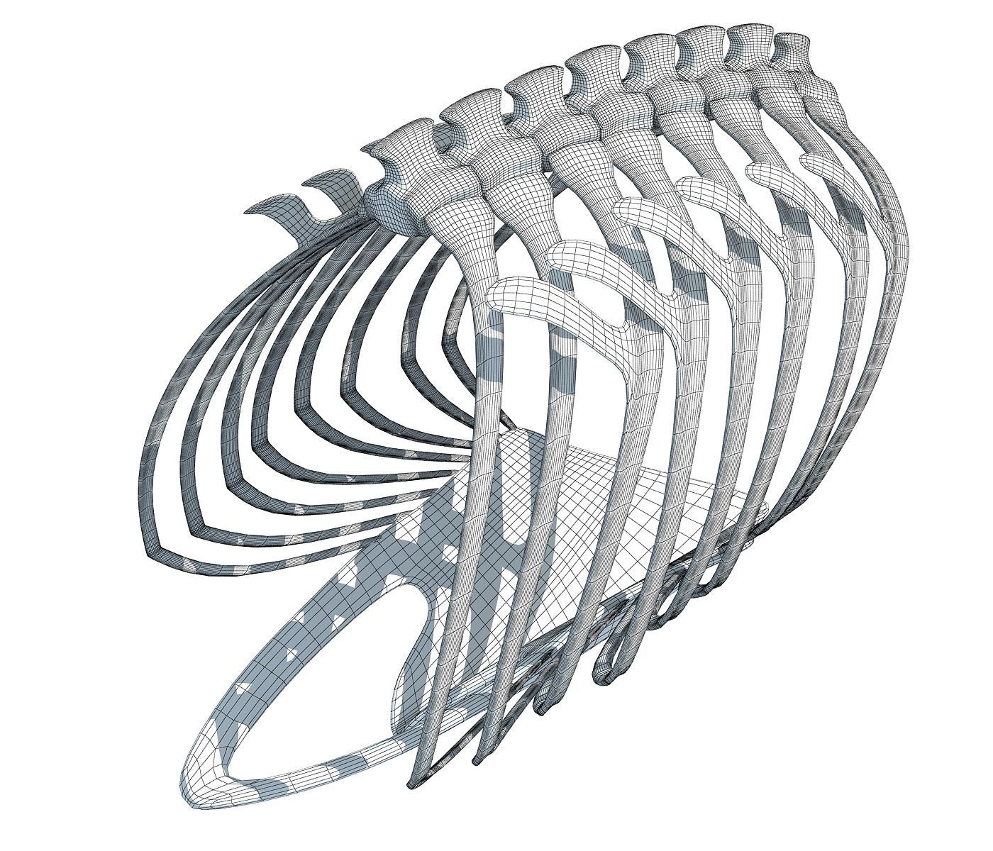 Penguin Rib Cage 3D model_10
