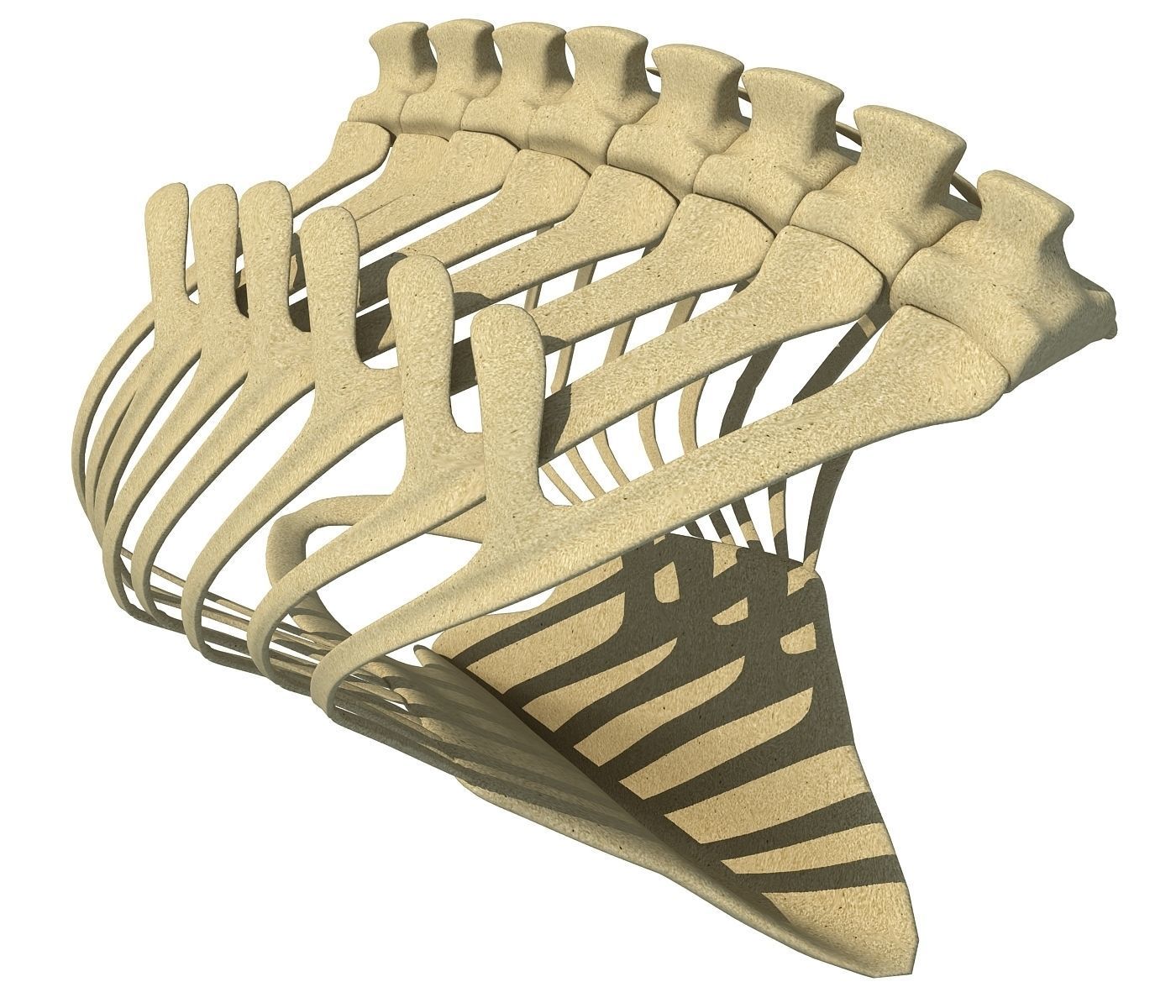 Penguin Rib Cage 3D model_3