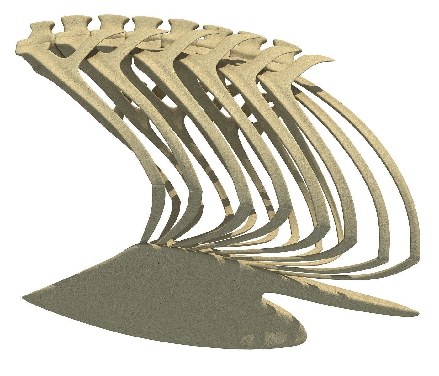 Penguin Rib Cage 3D model_6