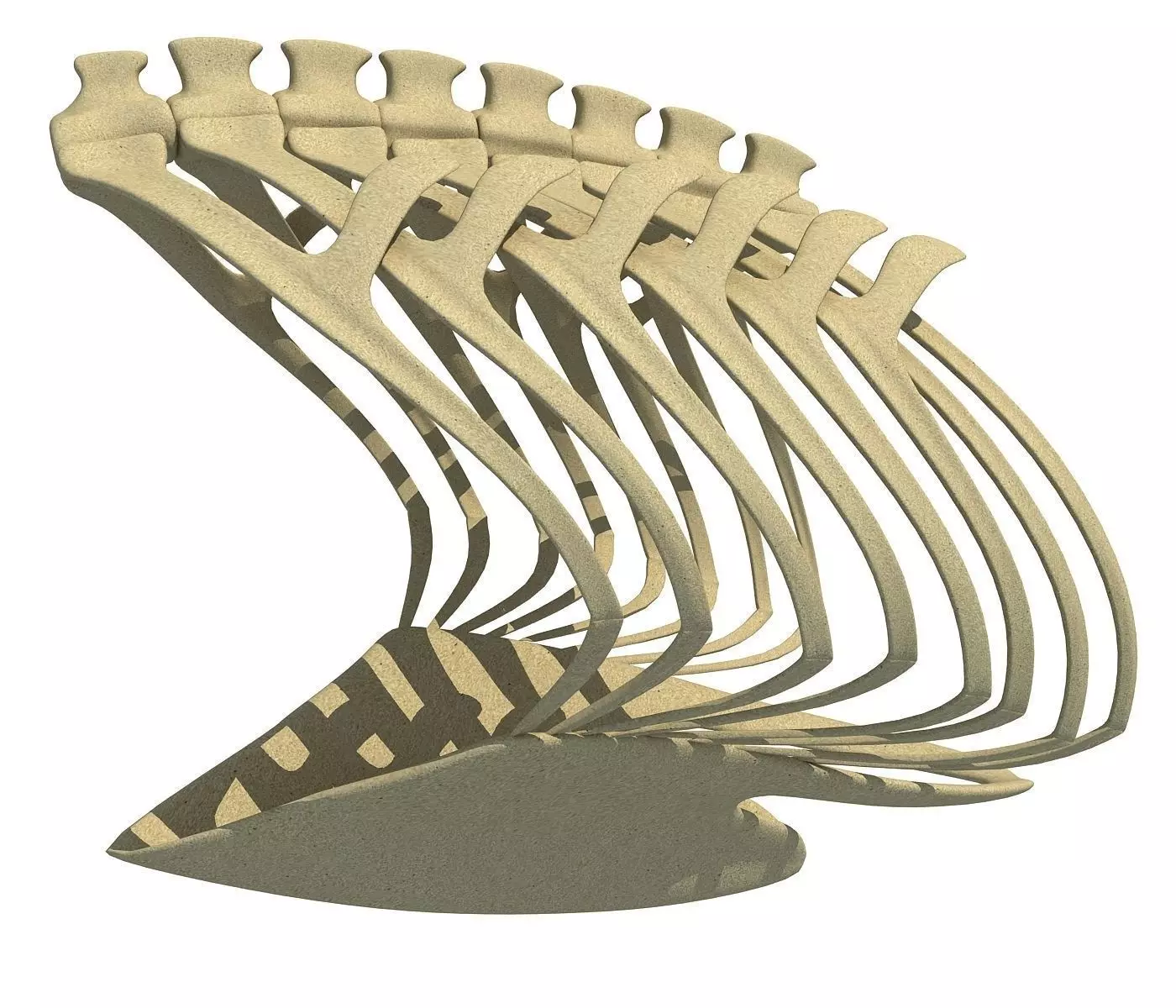 Penguin Rib Cage 3D model_0
