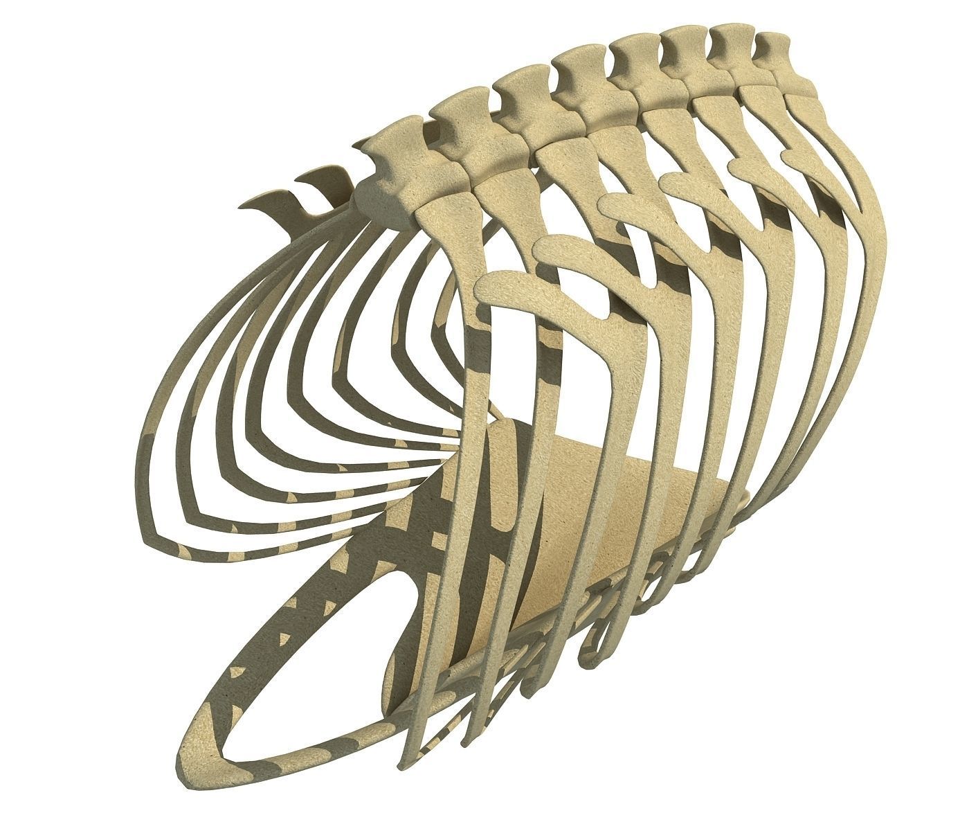 Penguin Rib Cage 3D model_2
