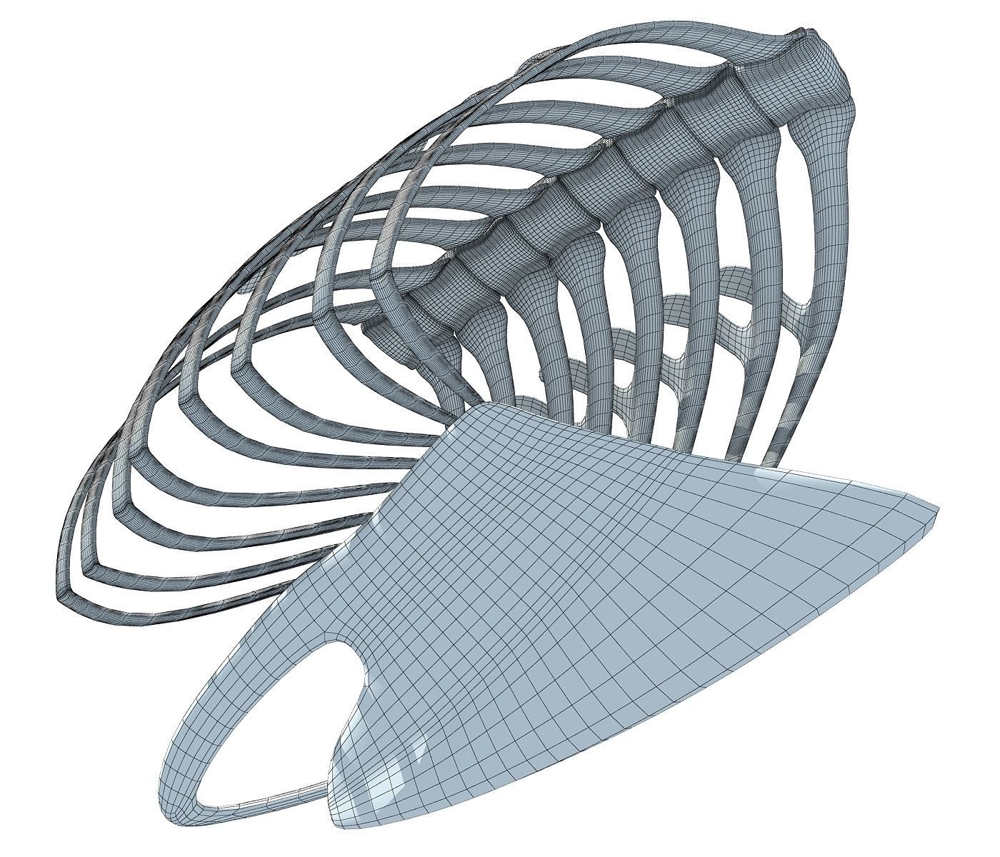 Penguin Rib Cage 3D model_7