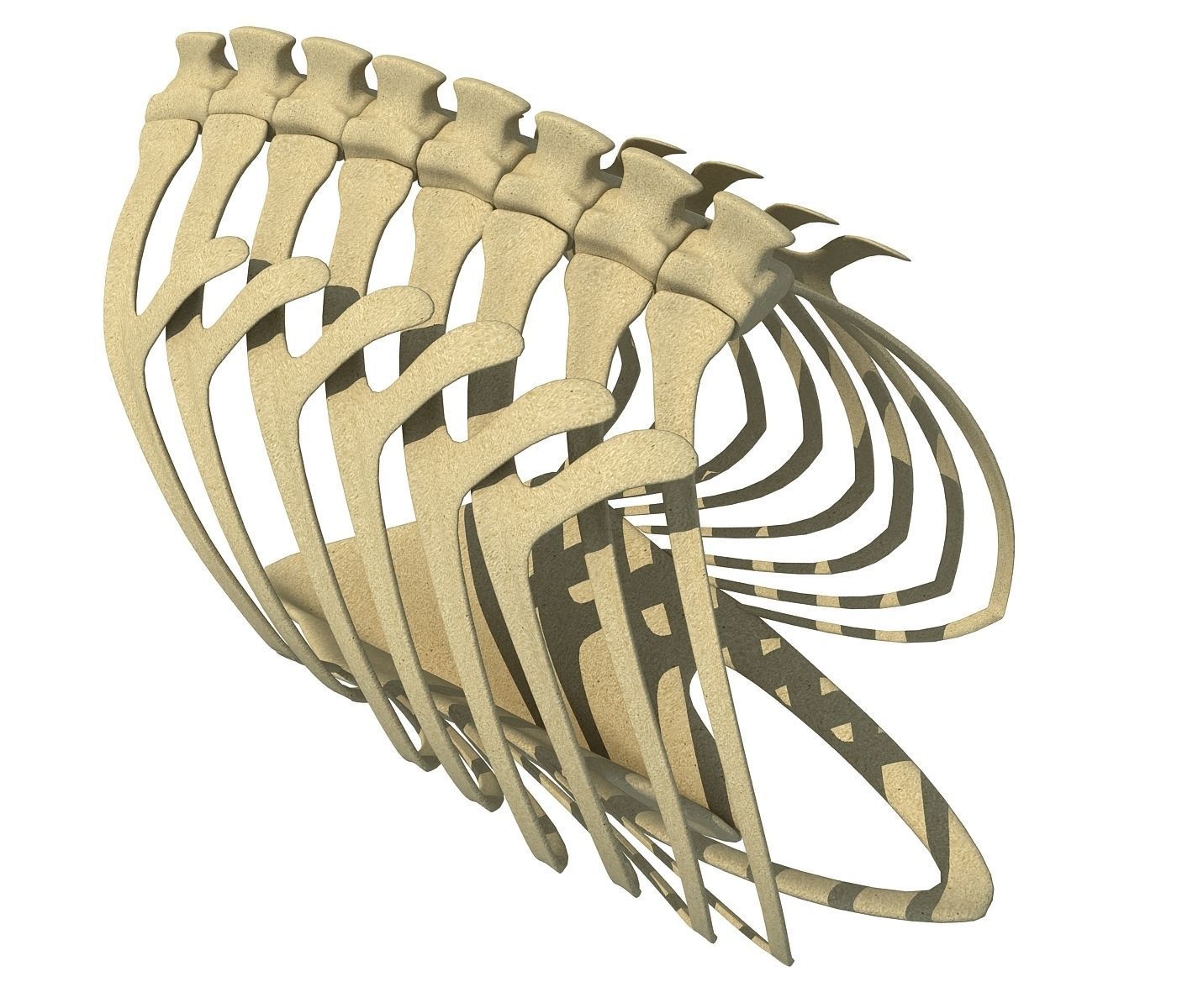 Penguin Rib Cage 3D model_1