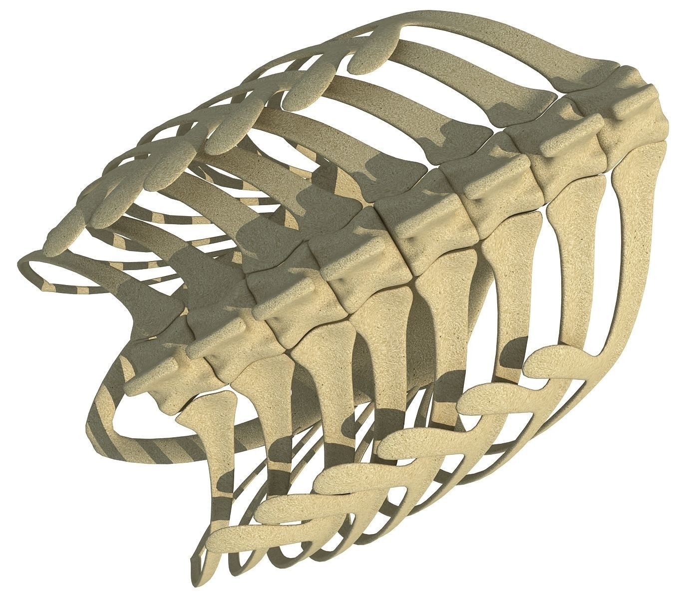 Penguin Rib Cage 3D model_5