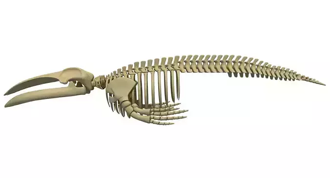Blue Whale Anatomy 3D model