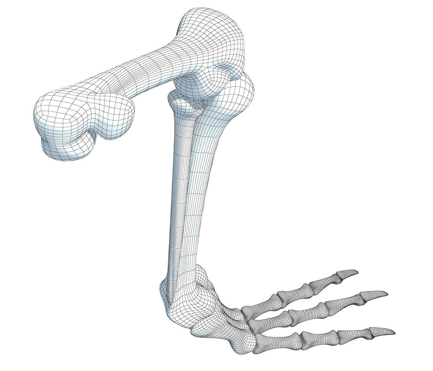 Pigeon Leg Skeleton 3D model_6
