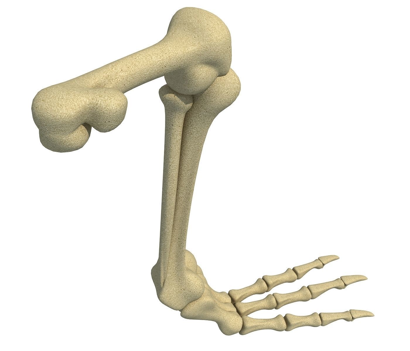 Pigeon Leg Skeleton 3D model_2