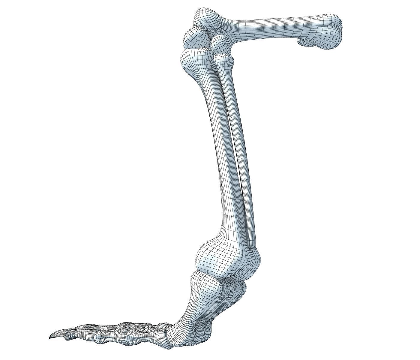 Pigeon Leg Skeleton 3D model_7
