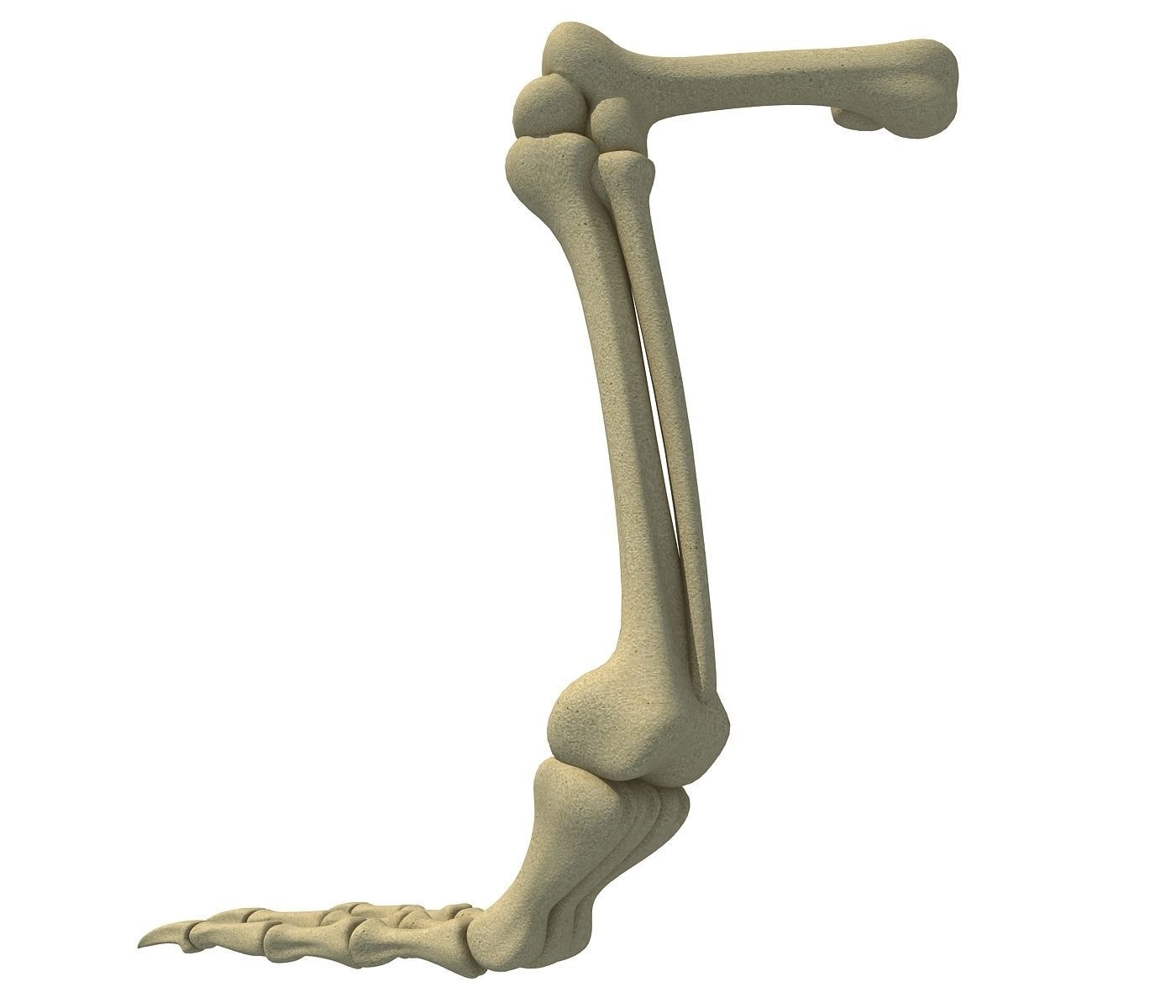 Pigeon Leg Skeleton 3D model_3